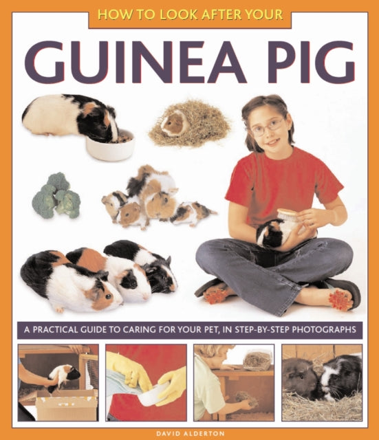 How to Look After Your Guinea Pig