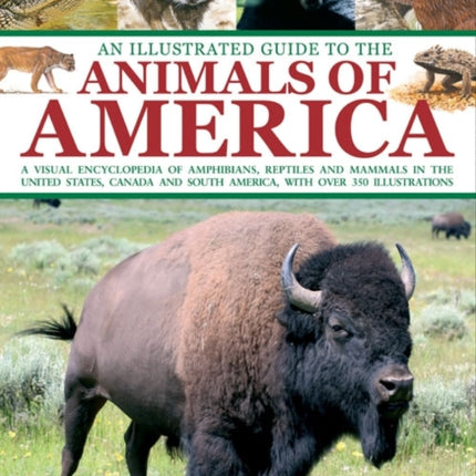 An Illustrated Guide to the Animals of America: a Visual Encyclopedia of Amphibians, Reptiles and Mammals in the United States, Canada and South America, with Over 350 Illustrations