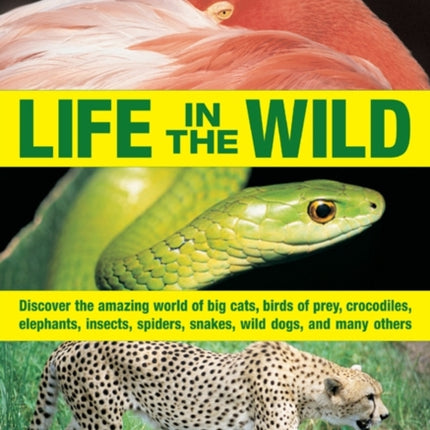The Children's Encyclopedia of Animals: Life in the Wild: Discover the Amazing World of Big Cats, Birds of Prey, Crocodiles, Elephants, Insects, Spiders, Snakes, Wild Dogs, and Many Others