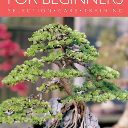 Indoor Bonsai for Beginners Selection  Care  Training