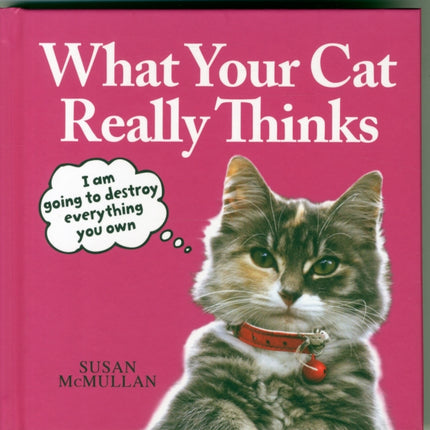 What Your Cat Really Thinks