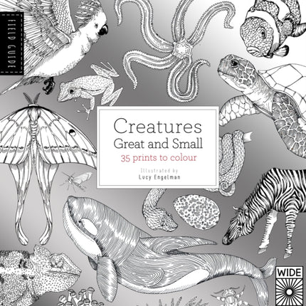 Field Guide Creatures Great and Small Field