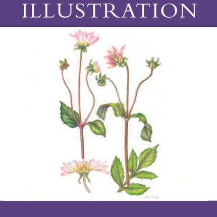 Botanical Illustration