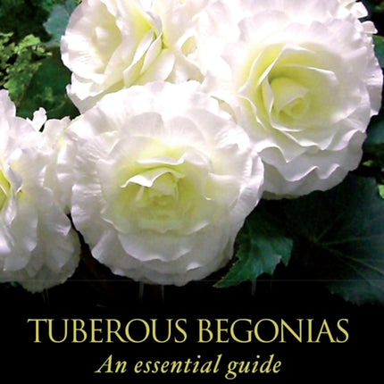 Tuberous Begonias: An Essential Guide