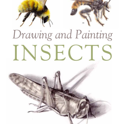 Drawing and Painting Insects