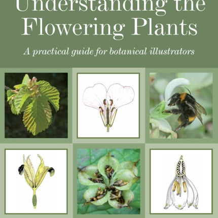 Understanding the Flowering Plants: A Practical Guide for Botanical Illustrators