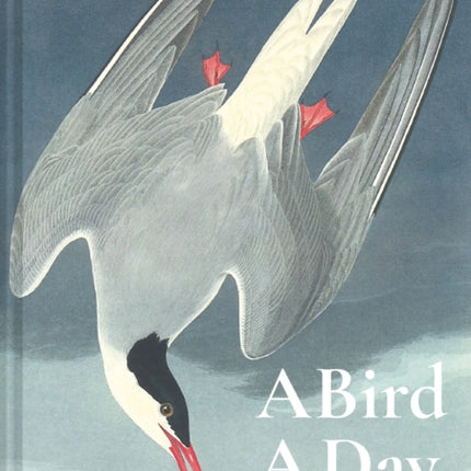 A Bird A Day