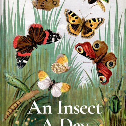 An Insect A Day