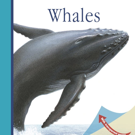 Whales