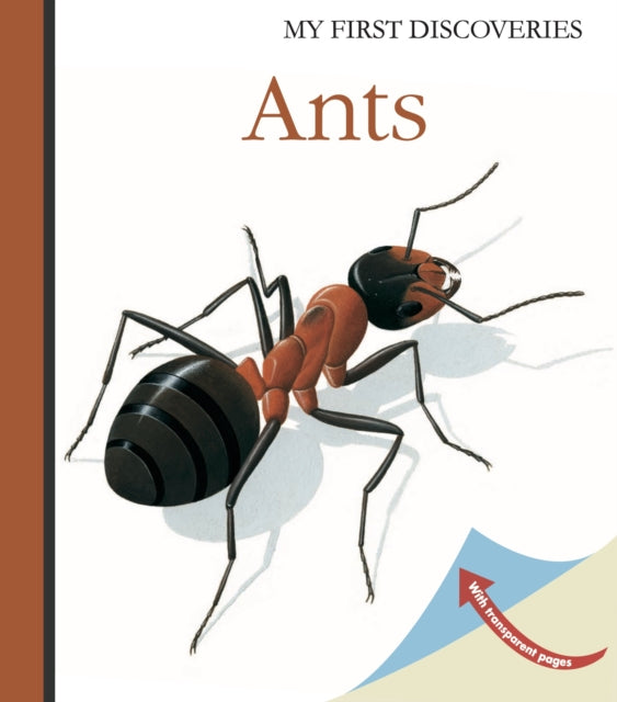 Ants