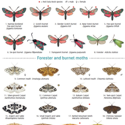 Guide to the Day-Flying Moths of Britain