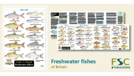 Guide to British Freshwater Fishes