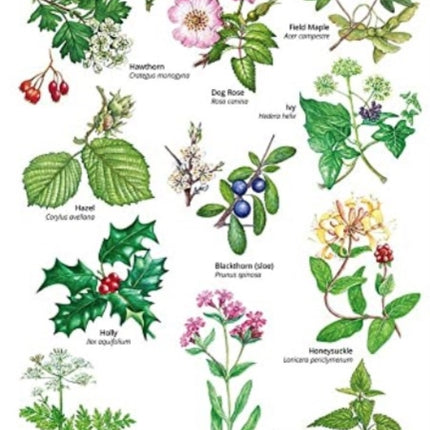 Guide to Hedgerows