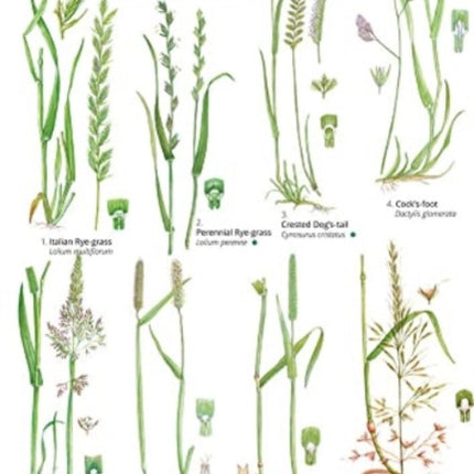 Guide to Common Grasses