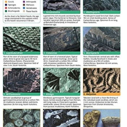 A Guide to Common Fossils