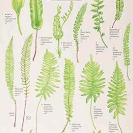 Key to Common Ferns