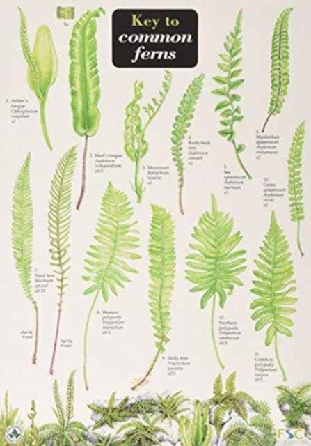 Key to Common Ferns