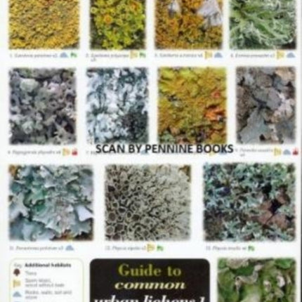 Guide to Common Urban Lichens: Pt. 1: On Trees and Wood