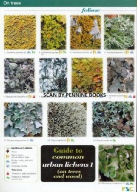 Guide to Common Urban Lichens: Pt. 1: On Trees and Wood