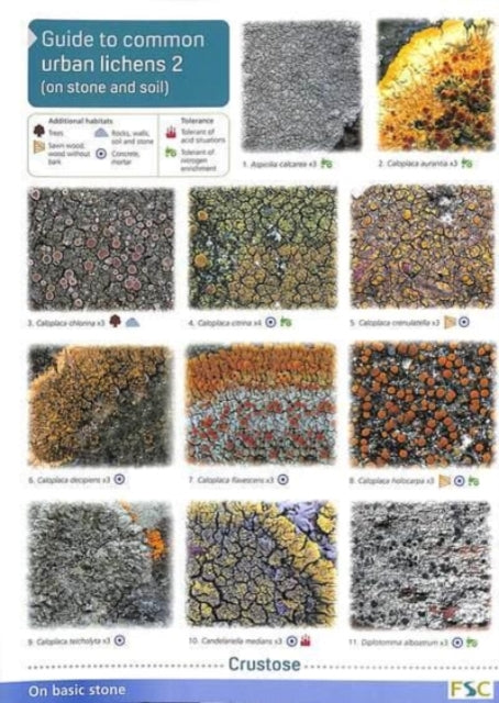 Guide to Common Urban Lichens: Pt. 2: On Stones and Soil