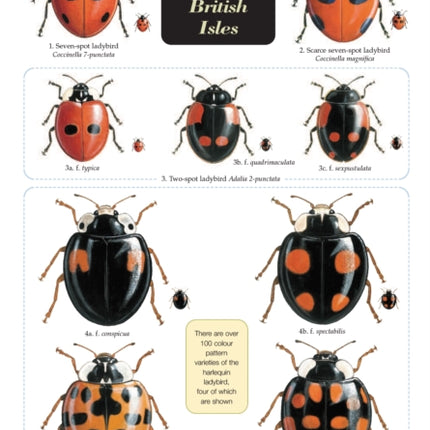 Guide to Ladybirds of the British Isles