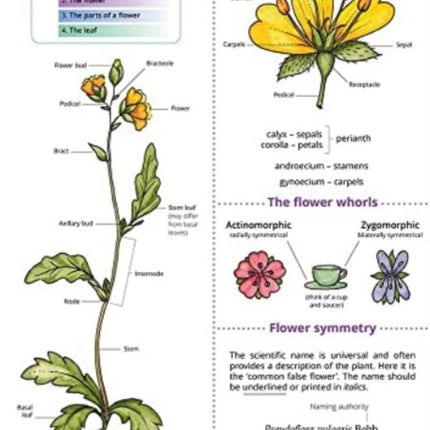 Describing Flowers