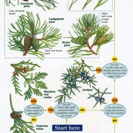 Tree Name Trail: A Key to Common Trees