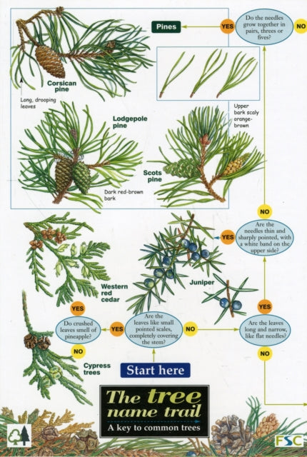 Tree Name Trail: A Key to Common Trees