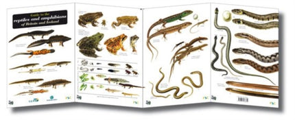 Guide to the Reptiles and Amphibians of Britain and Ireland