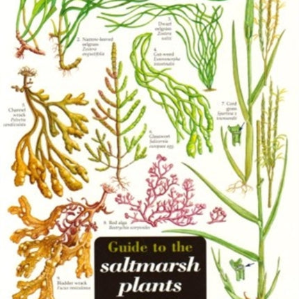 Guide to the Saltmarsh Plants of Britain