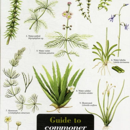 Guide to Commoner Water Plants