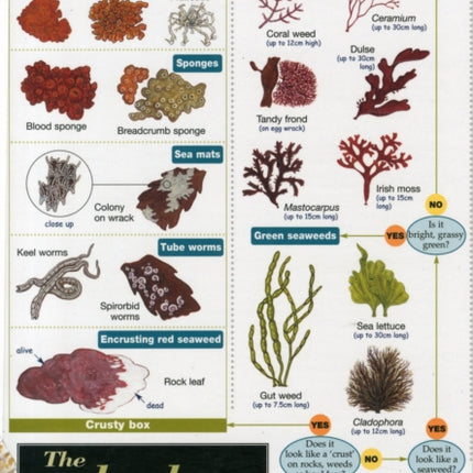 Rocky Shore Name Trail Chart