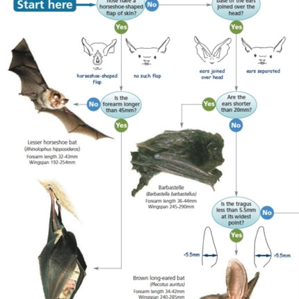 A Guide to British Bats