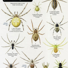 Collection image for: Zoology: invertebrates Books