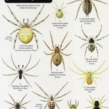 A Guide to House and Garden Spiders