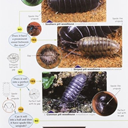 The Woodlouse Name Trail