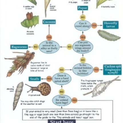 Bugs on Bushes: Occasional Publication 77