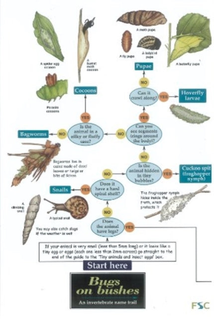 Bugs on Bushes: Occasional Publication 77