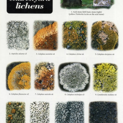 Guide to Common Churchyard Lichens