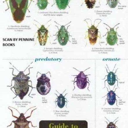 Guide to Shieldbugs of the British Isles