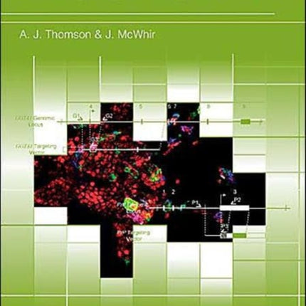 Gene Targeting and Embryonic Stem Cells