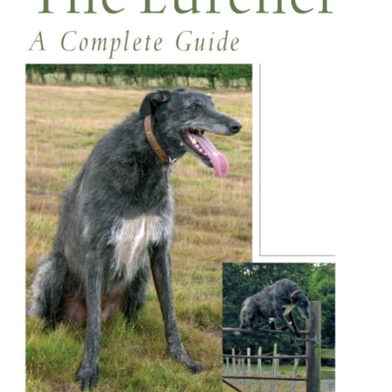 The Lurcher: A Complete Guide