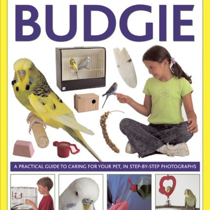How to Look After Your Budgie