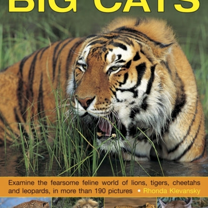 Exploring Nature: Big Cats