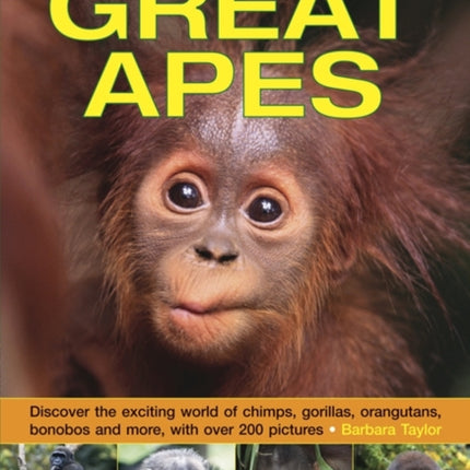 Exploring Nature: Great Apes