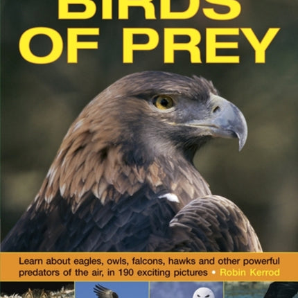 Exploring Nature: Birds of Prey