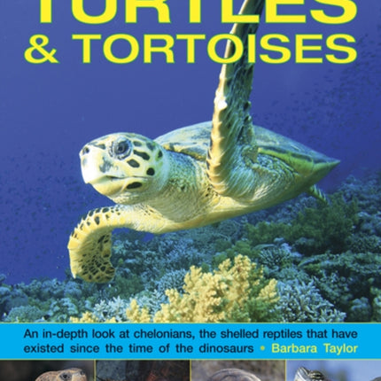 Exploring Nature: Turtles & Tortoises