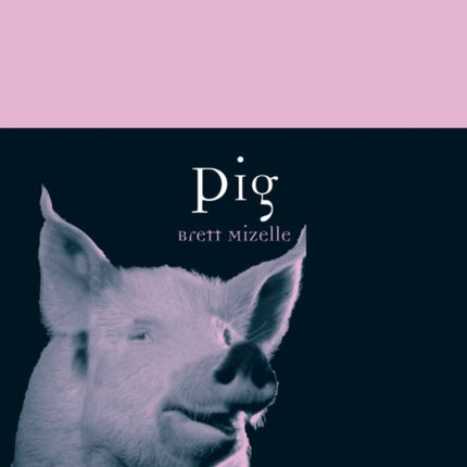 Pig