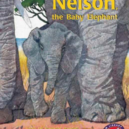 Nelson, the baby Elephant