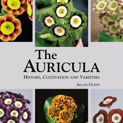 Auricula: History, Cultivation and Varieties